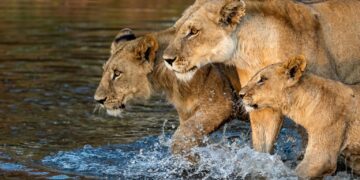 Answer the Call – A  Guide to Exploring Africa