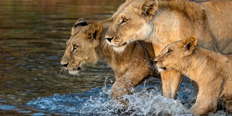 Answer the Call – A Guide to Exploring Africa